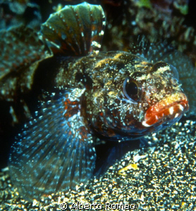 Portrait of a Gobius redmouth by Alberto Romeo 